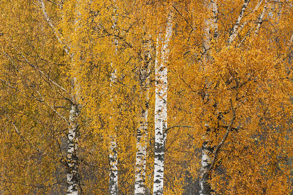 Betula pendula