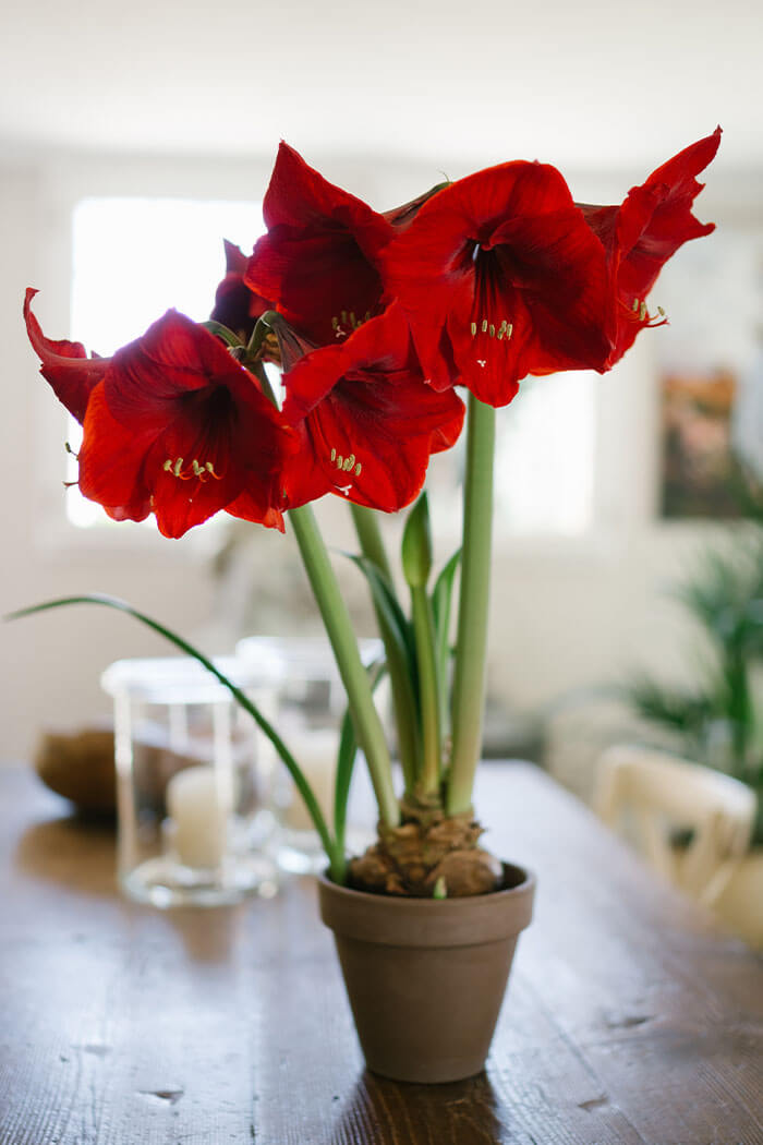 Amaryllis