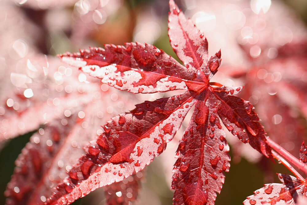 Acer palmatum Beni-kawa