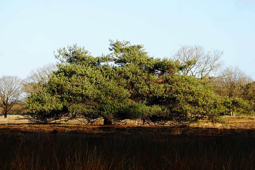 Juniperus bermudiana