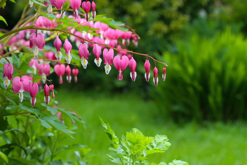 Lamprocapnos spectabilis