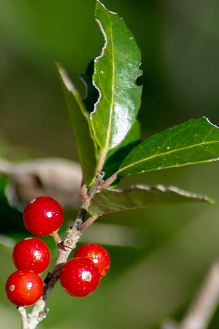 Ilex ambigua