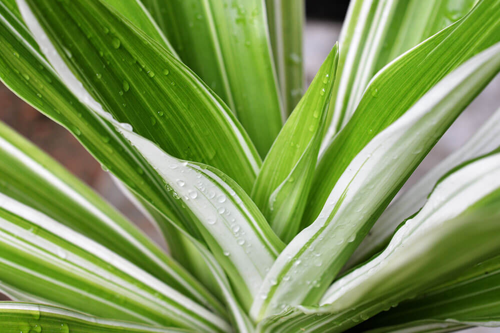 Dracaena fragrans