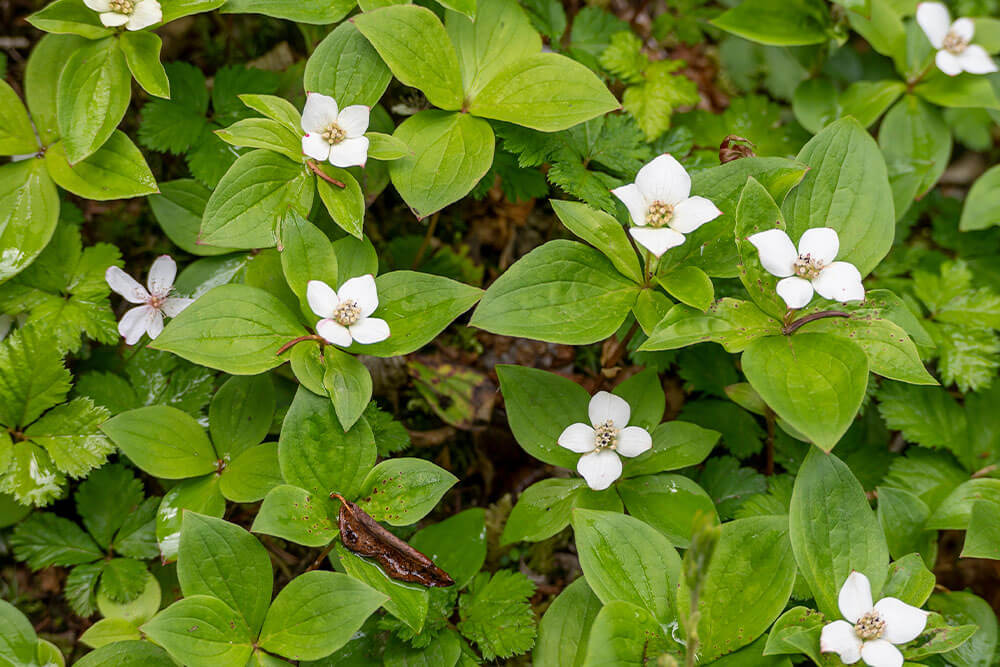 Cornus canadensis