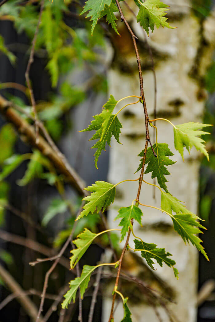 Betula pendula Gracilis