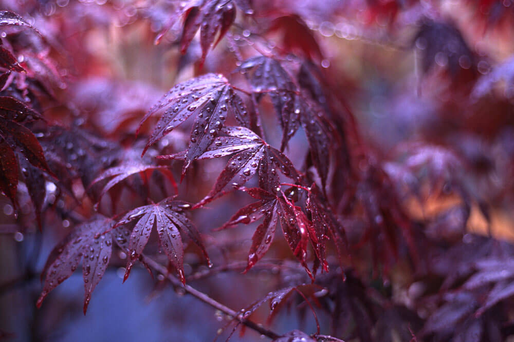 Acer palmatum atropurpureum Bloodgood