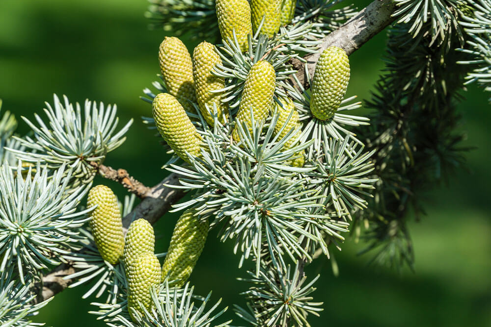 Cedrus atlantica Glauca