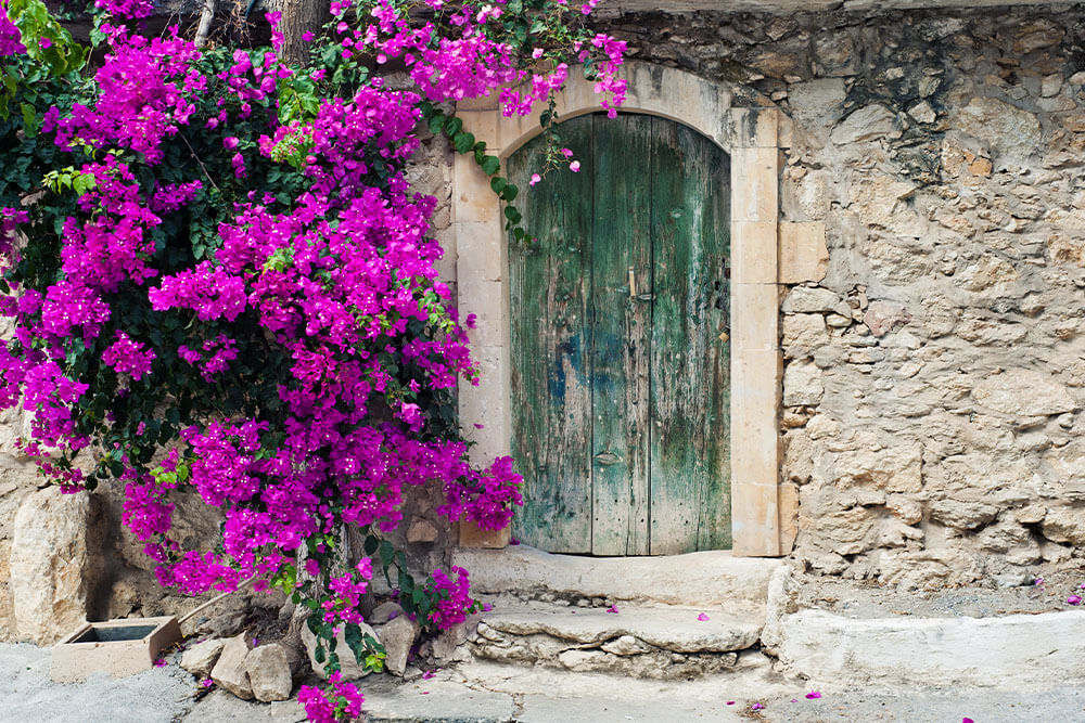 Bougainvillea