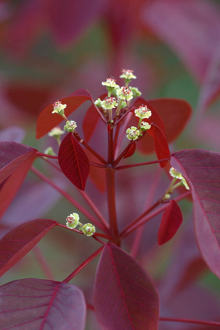 Euphorbia cotinifolia