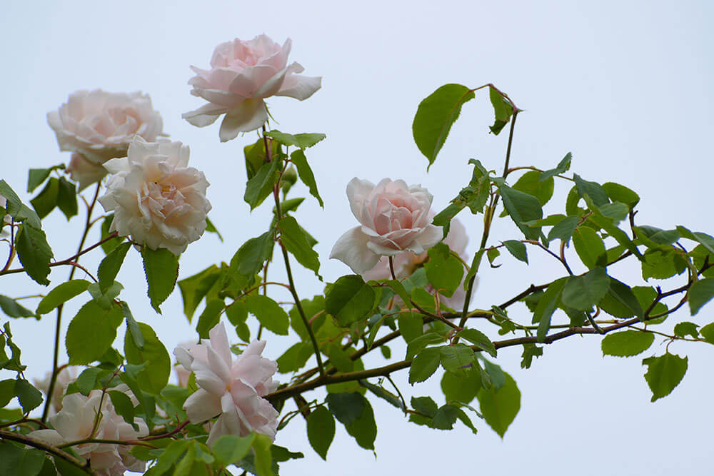 Rosa Madame Alfred Carriére