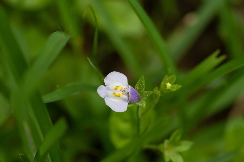 Mazus pumilus