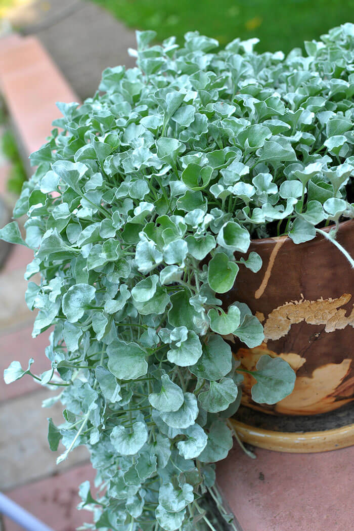 Dichondra argentea