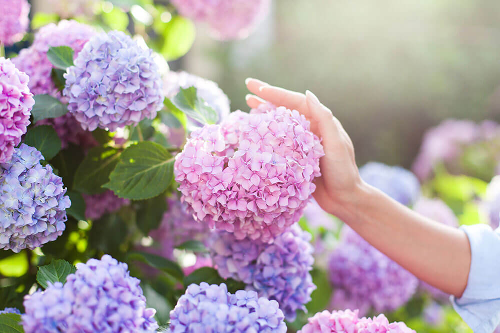 Hydrangea Pests and Diseases