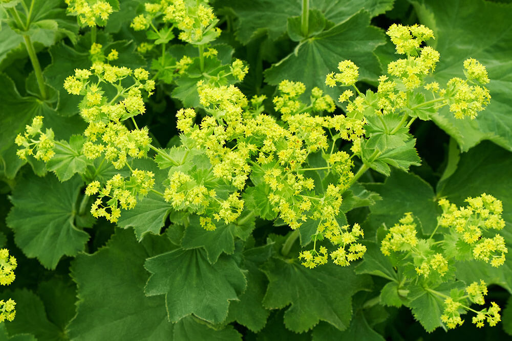 Alchemilla mollis