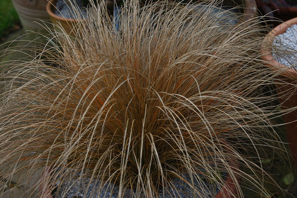 Carex