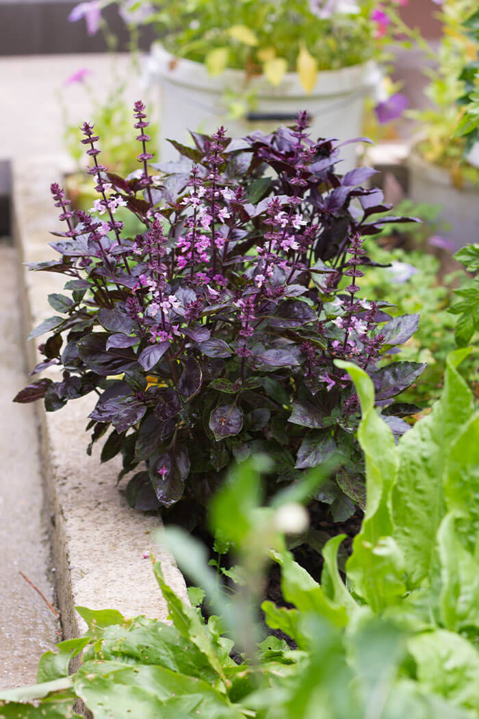 Ocimum basilicum var. purpurascens