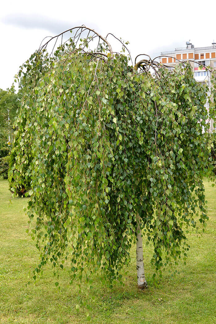 Betula pendula Youngii