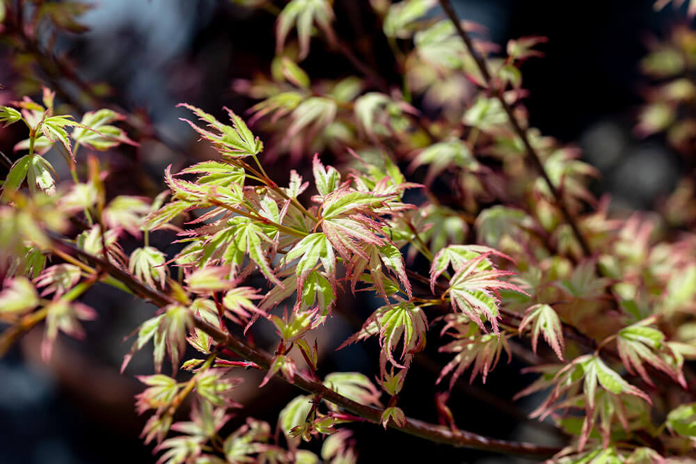 Acer palmatum Butterfly