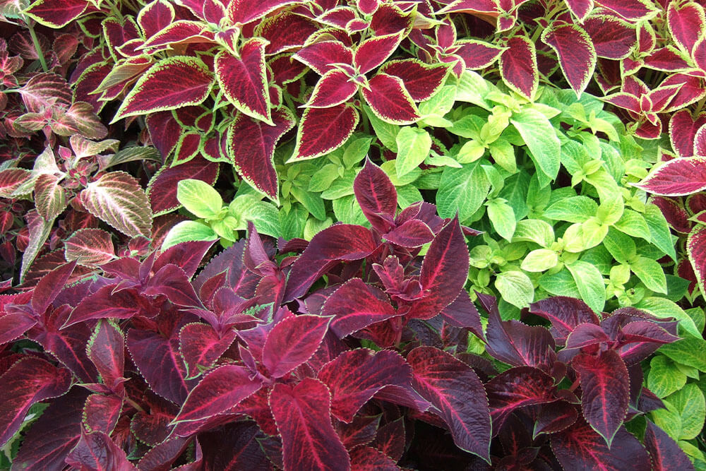 Plectranthus scutellarioides