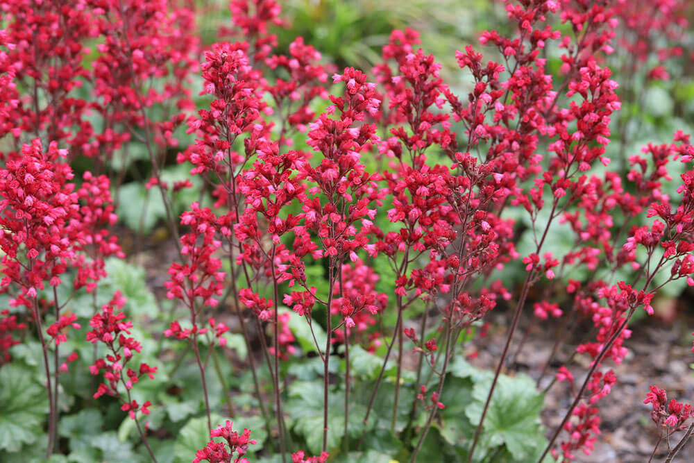 Heuchera