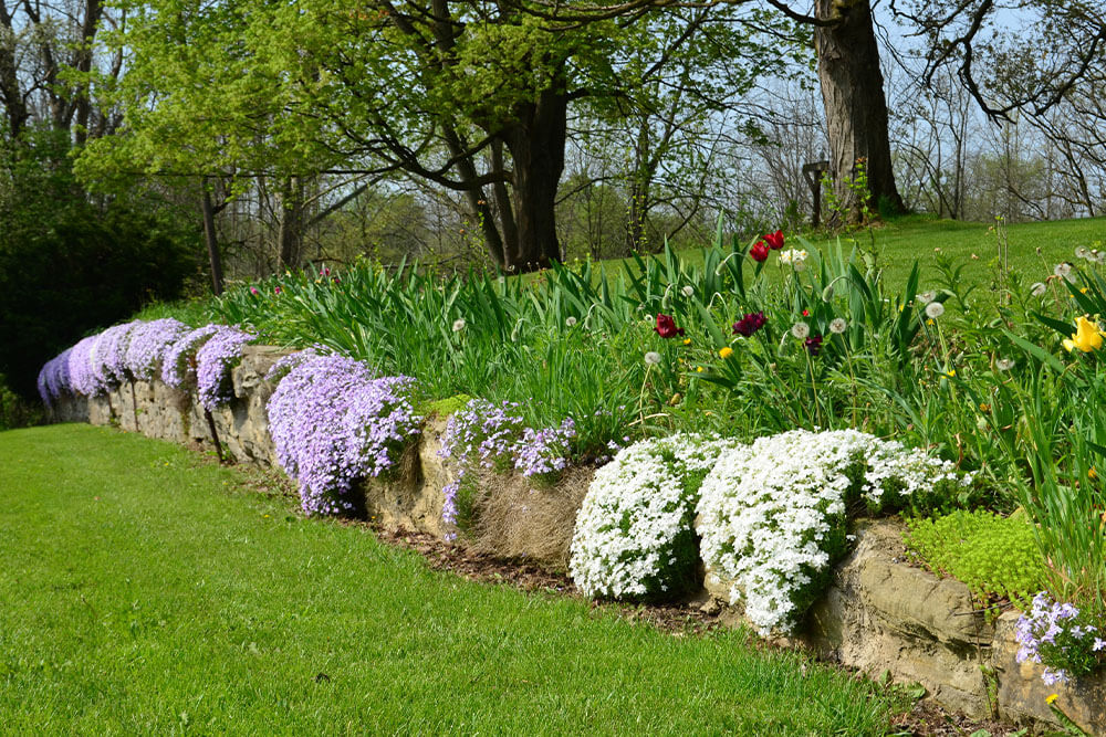 Phlox subulata