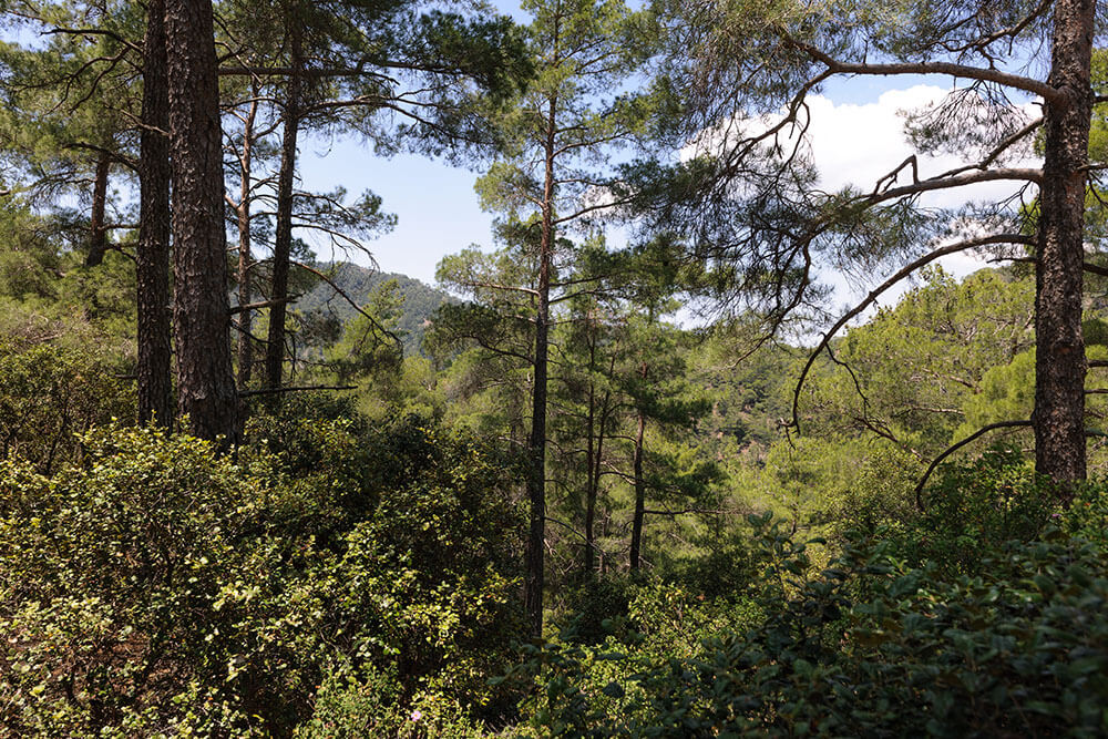 Cedrus brevifolia