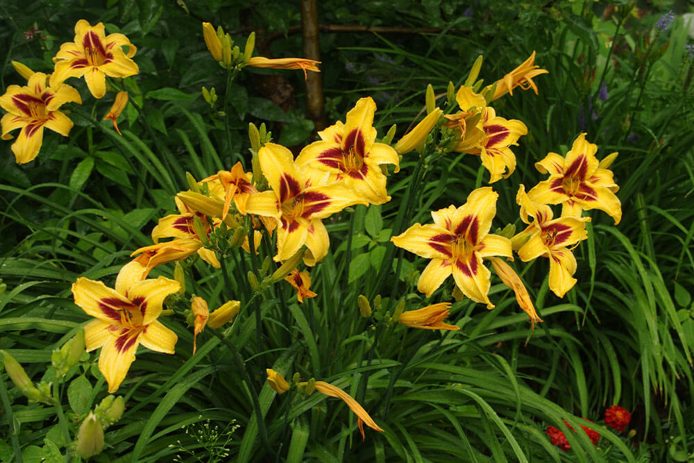 Hemerocallis spp.