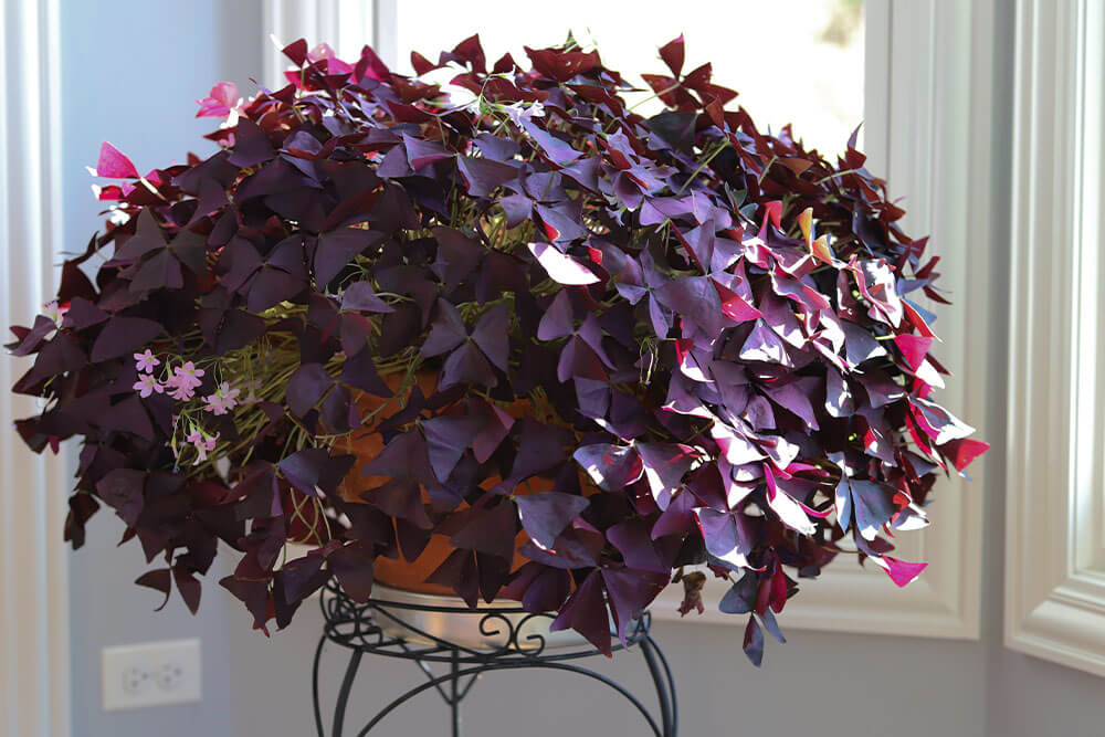 Oxalis triangularis