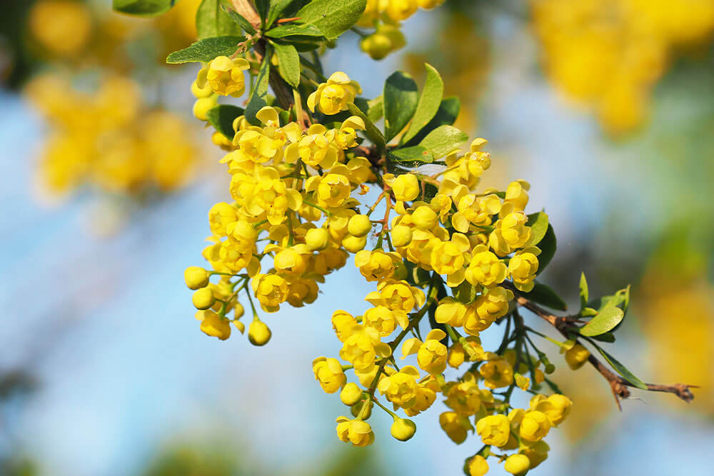 Berberis aquifolia