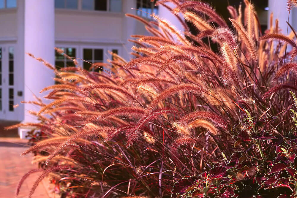 Pennisetum setaceum Rubrum