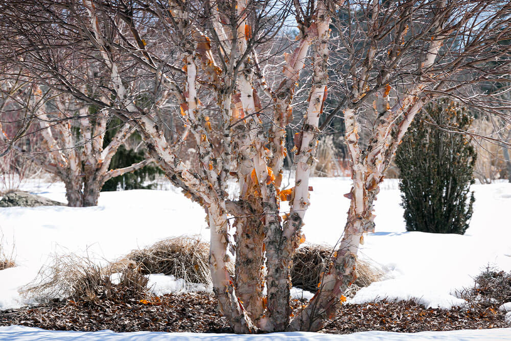 Betula nigra