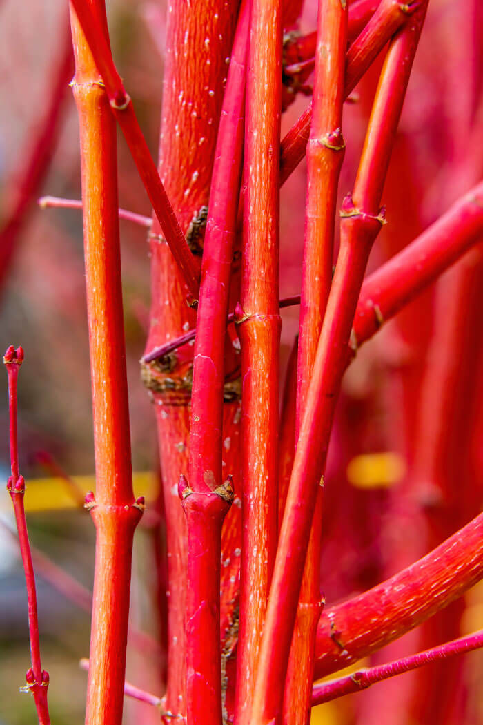 Acer palmatum Sango-kaku