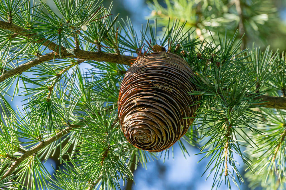 Cedrus deodara