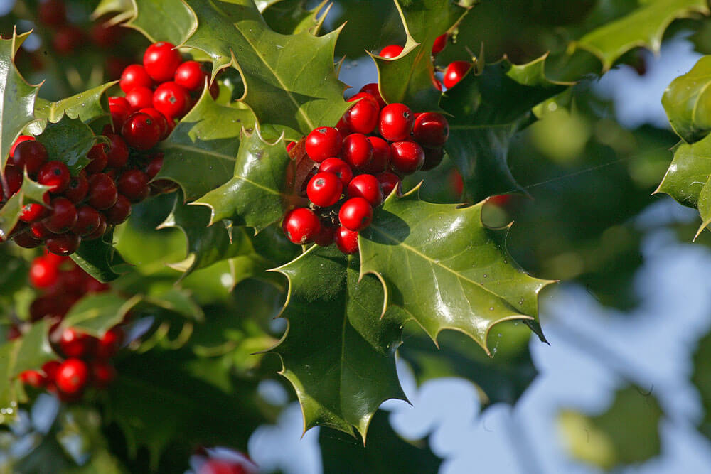 Ilex aquifolium