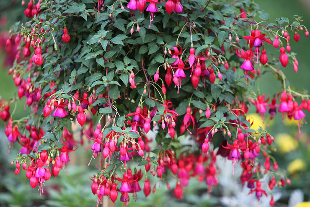 Fuchsia