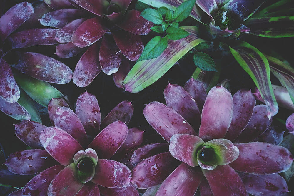 Neoregelia ‘Purple Passion’