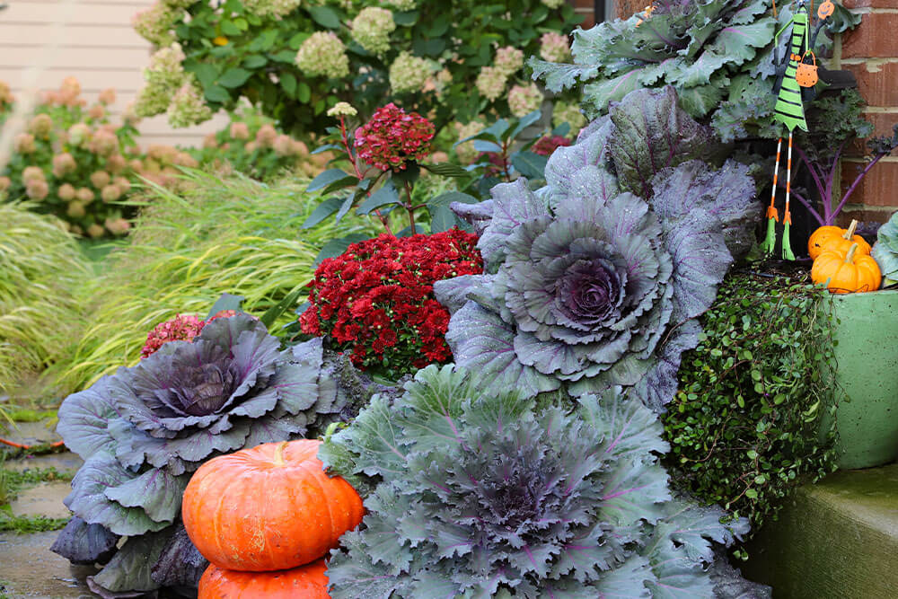 Brassica oleracea