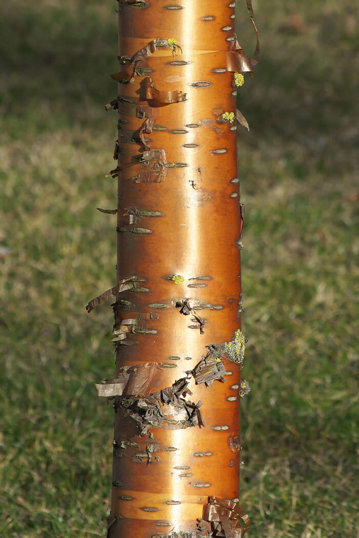 Betula occidentalis or Betula fontinalis