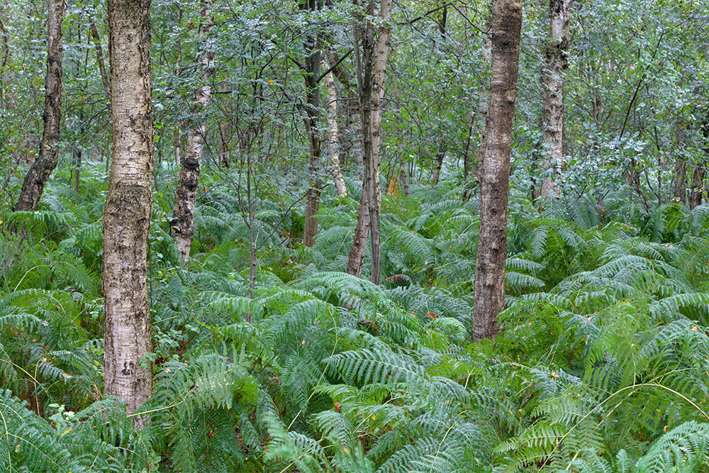 Betula pumila