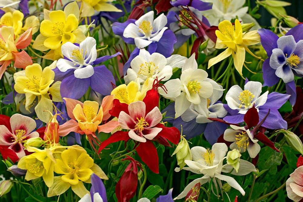 Aquilegia spp.