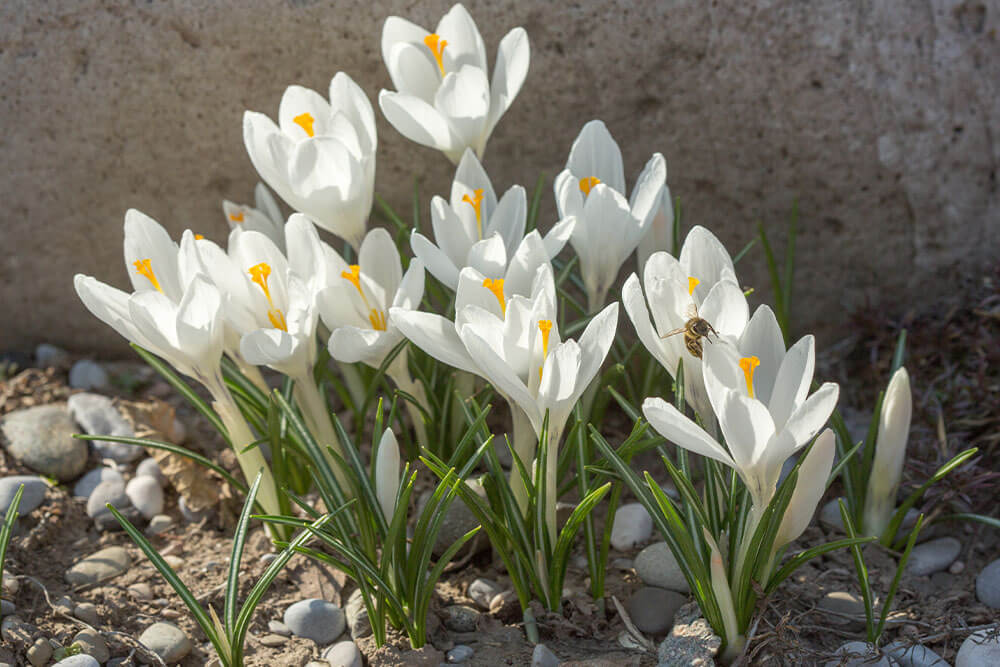 Crocus