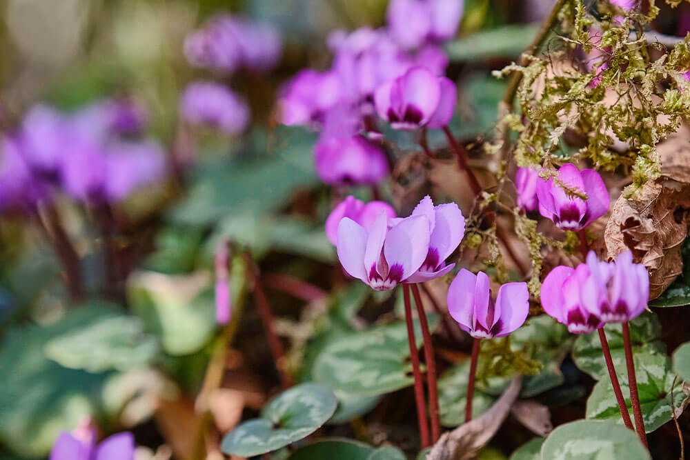 Cyclamen