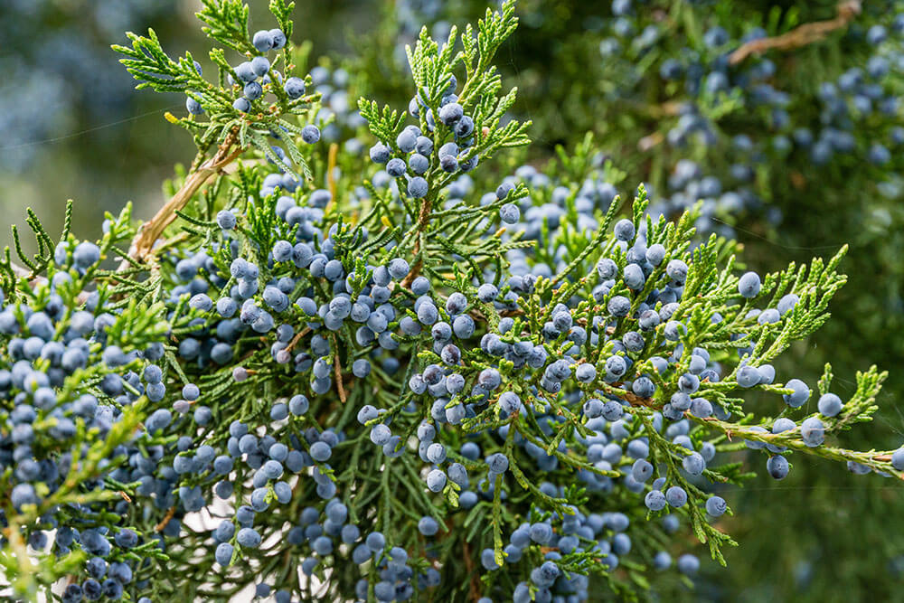 Juniperus virginiana