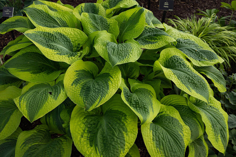 Hosta