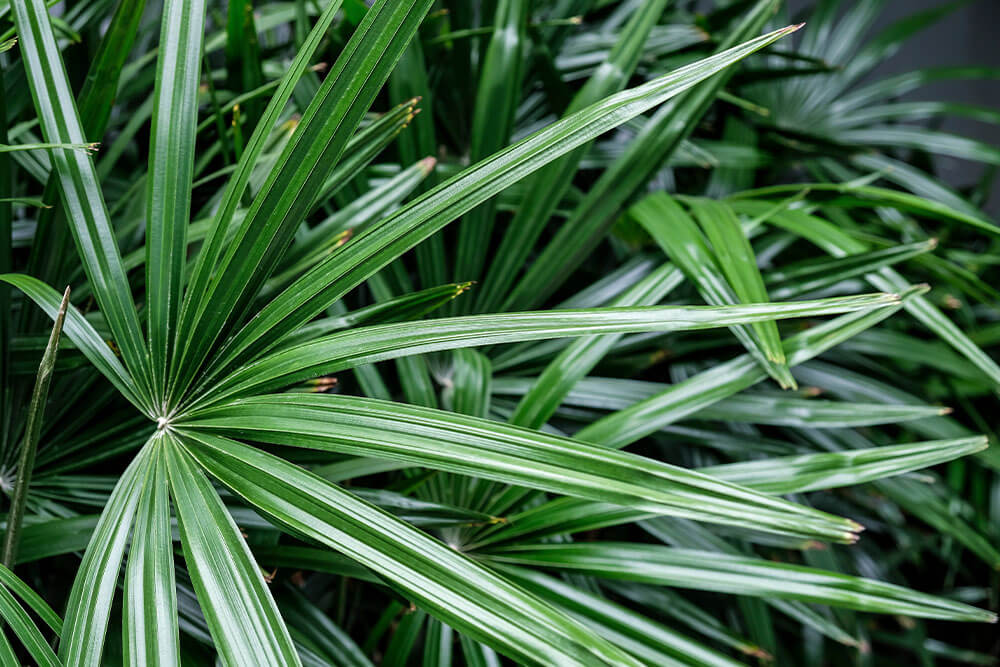 Rhapis excelsa