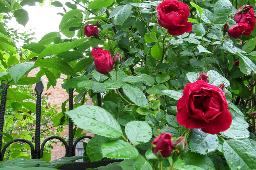 Rosa Paul's Scarlet Climber