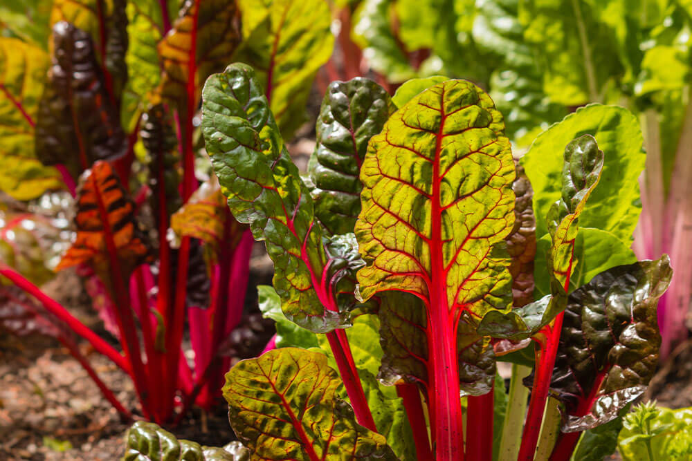 Beta vulgaris var cicla