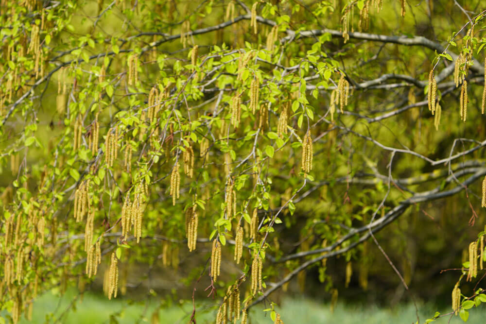 Betula lenta