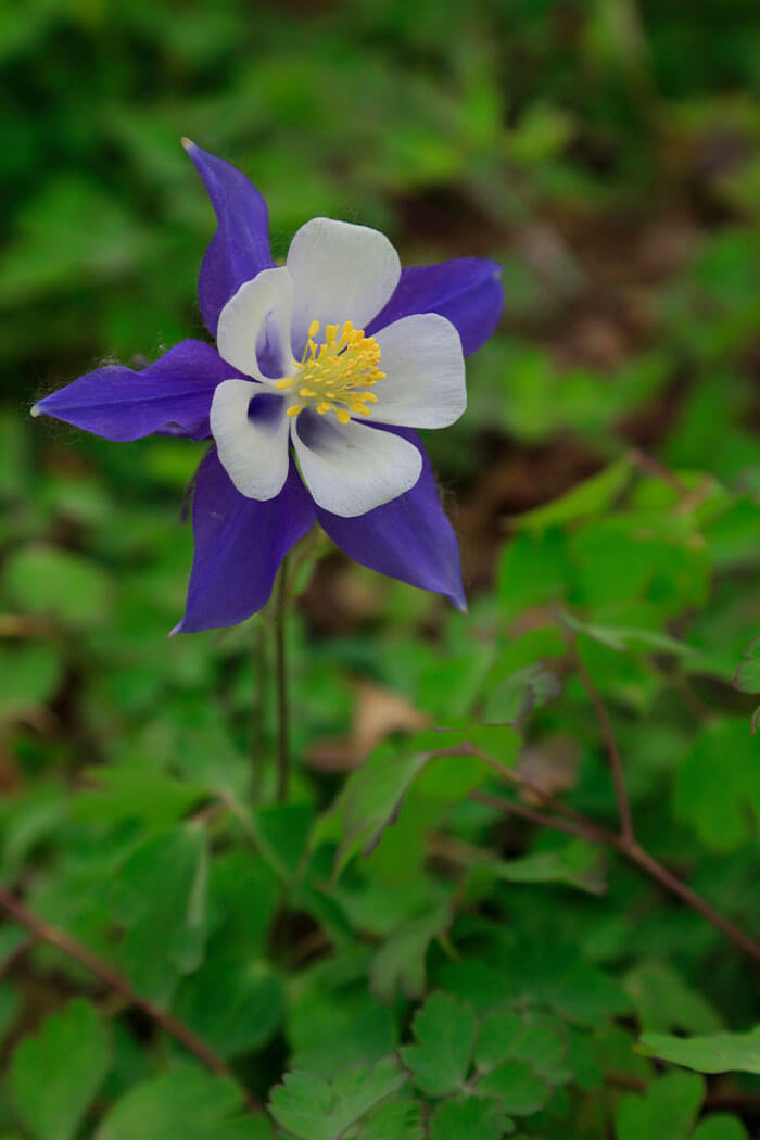 Aquilegia spp.