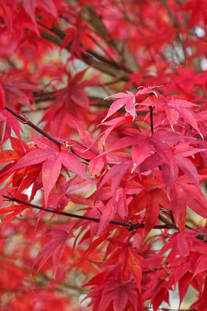 Acer palmatum Wolff